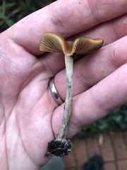 Psilocybe cyanescens