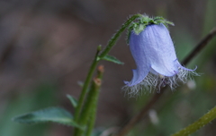 Campanula barbata