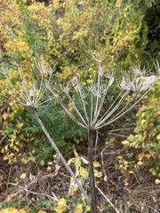 Heracleum maximum