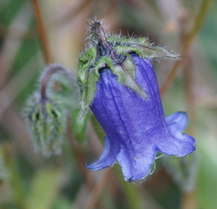 Campanula barbata