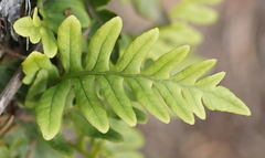 Polypodium vulgare