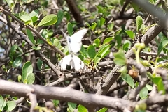 Pittosporaceae