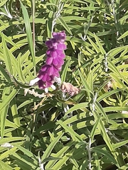 Salvia leucantha