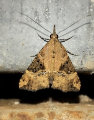 Hypena obsitalis