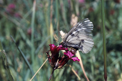 Parnassius mnemosyne