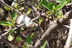 Pittosporaceae