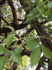Pittosporaceae