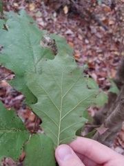 Quercus rubra