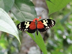 Heliconius hecale melicerta