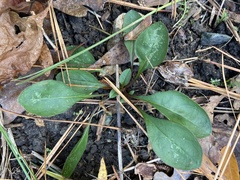 Solidago arguta