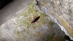 Periplaneta americana