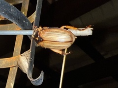 Coleoptera