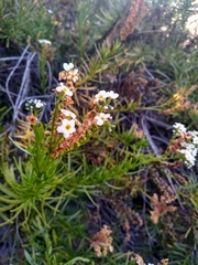 Heliotropium stenophyllum