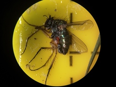 Dolichopus ungulatus