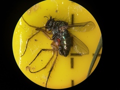 Dolichopus ungulatus