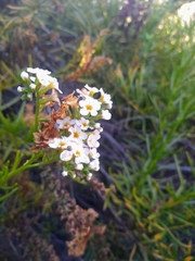 Heliotropium stenophyllum