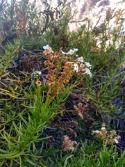 Heliotropium stenophyllum