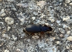 Harpalus pensylvanicus