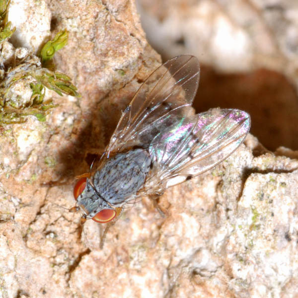 Odinia maculata