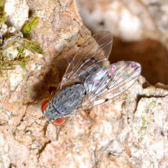 Odinia maculata