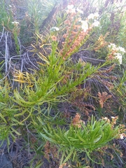 Heliotropium stenophyllum