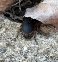 Harpalus pensylvanicus