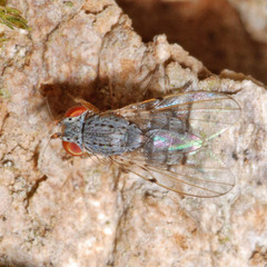 Odinia maculata