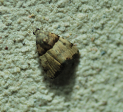 Cobubatha lixiva