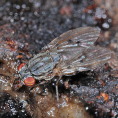 Odinia maculata
