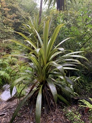 Cordyline indivisa