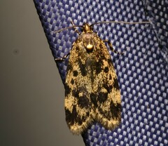 Barea codrella