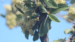 Callistochlora chloris