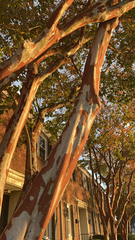 Lagerstroemia indica