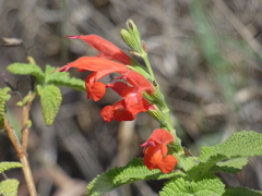 Salvia squalens