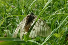 Parnassius mnemosyne