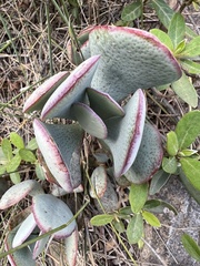 Crassula arborescens