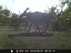 Alcelaphus buselaphus major