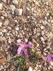 Colchicum filifolium