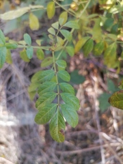 Glycyrrhiza echinata