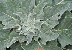 Verbascum lychnitis