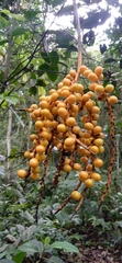 Chamaedorea pinnatifrons