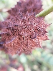 Glycyrrhiza echinata