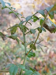 Glycyrrhiza echinata