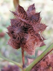 Glycyrrhiza echinata
