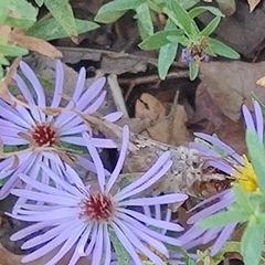 Plusiini