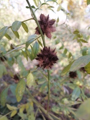 Glycyrrhiza echinata