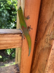 Phelsuma laticauda