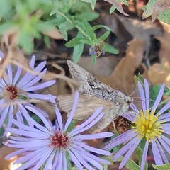 Plusiini
