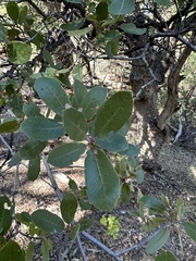 Quercus arizonica