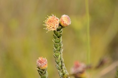 Leucospermum truncatulum